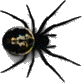 spider1.gif (3338 bytes)